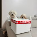 정애축산 | 🥩한우맛집 추천 | 한우전문쇼핑몰 정애담 소불고기 후기🐂