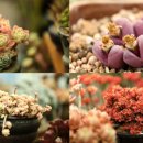 무주화원 이미지