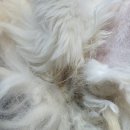 소중하냥 이미지