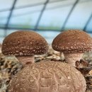 태용농장 | 태피디가 간다 아니고 태피디가 왔다 : 엄선이네 낭만표고 농장 방문 후기