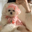 유어스프링 이미지