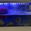 소문난 쭈꾸미 | 마포 공덕 맛집 알배기쭈꾸미 소문난쭈꾸미 내돈내산 솔직후기