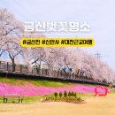 고려홍삼랜드 | 금산 가볼만한곳 대전 근교 벚꽃명소 1박 2일 신안사 금산천