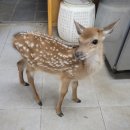 양지단비사슴농장 이미지