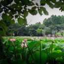 전주 덕진공원 연꽃 피는 시기 당일치기 여행 코스 이미지