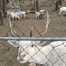 상상목장 | [남해 가볼만한곳] 남해 겨울 여행, 남해 상상 양떼목장 편백숲 다녀온 후기