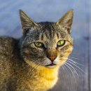 진서동물병원 이미지