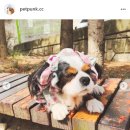 슈슈홀릭 이미지