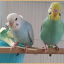 레인보우 앵무 이미지