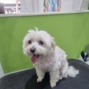 꽃보다 Dog 이미지
