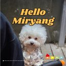 모카펜션 | 대구 근교 애견펜션 밀양 포메리카노 바베큐, 모카 재방문 후기