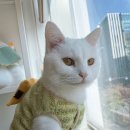 야옹아놀자 마곡점 이미지