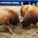 청도군-17 이미지