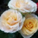 동산밧데리 이미지