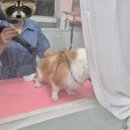 도도하개 이미지