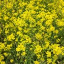 오쉴리아 이미지