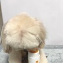 강아지 소화 췌장 영양제 : 모두 슈퍼다이제스티브 프리미엄 추천 후기