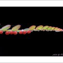 들꽃카페 이미지