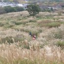 황매산 억새축제 이미지