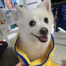 온힐펫 간석점 이미지