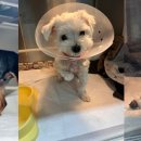 넬동물의료센터 이미지