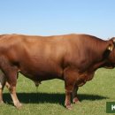 죽포농장 이미지