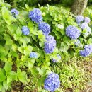 V랜드 물놀이장 이미지