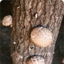 표고버섯 키우기-펌글 이미지