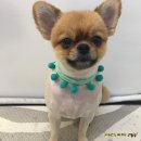 도리도리펫샵 이미지