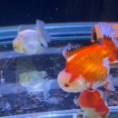 다루아쿠아 이미지