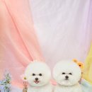 에스티 비숑프리제 이미지