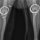 잠실베스트동물병원 수술재활센터 이미지