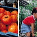 김씨농장 이미지