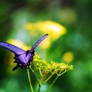 뜨락엔햇살 이미지