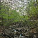 순천몽실이매실닭강정 | [여행] 4월 순천 선암사🌸왕겹벚꽃 구경 하루일정