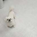 뽀댕뽀댕 이미지