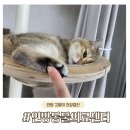 인방동물의료센터 | 안양 고양이 건강검진 인방동물의료센터, HCM 진단부터 스케일링&amp;발치까지