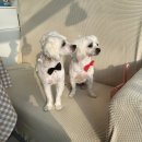 뽀송 애견미용 이미지