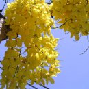 cassia_fistula(golden shower tree) 이미지