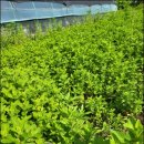 박하농장 이미지