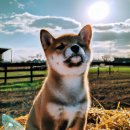 반려동물과함께하는#설렘 이미지