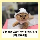 미묘하개 이미지