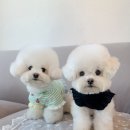 어도러블독 이미지