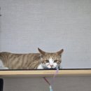 준동물병원 | 내포 고양이 건강검진, 닥터차동물병원 (추천 후기)