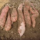 춘자농장 이미지