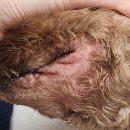 분당 피엘 동물피부클리닉 이미지