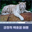 백호