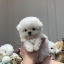 럽댕 강아지분양 이미지