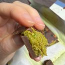 픽스(FIX) | 원조 두바이 초콜릿 픽스fix 후기｜카나페(Can't Get Kanafeh Of It) 맛