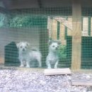 태산농장2 이미지